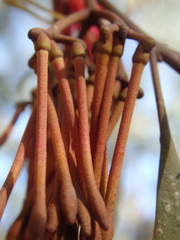 Amyema pendula pendula