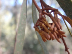 Amyema pendula pendula