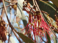 Amyema pendula pendula