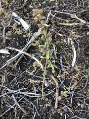 Phacelia mutabilis