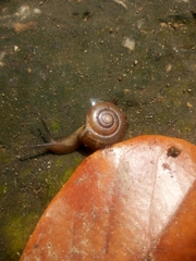 Helicarionoidea