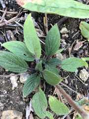 Phacelia mutabilis