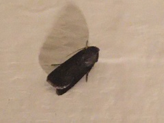 Athetiina