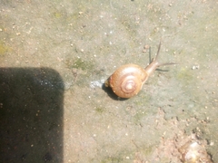 Helicarionoidea