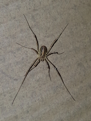 Paroligolophus agrestis photo 5