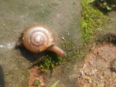 Helicarionoidea