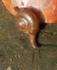 Helicarionoidea
