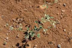 Acleisanthes chenopodioides