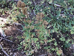 Phacelia mutabilis