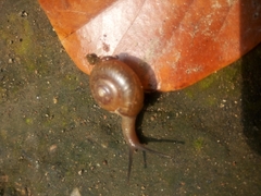Helicarionoidea