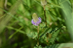 Dalea foliosa