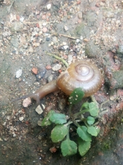 Helicarionoidea