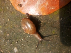 Helicarionoidea