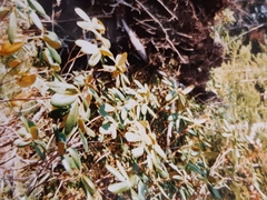 Magnoliopsida