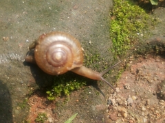 Helicarionoidea