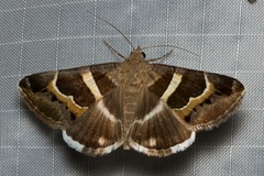 Grammodes