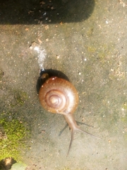 Helicarionoidea