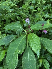 Impatiens devolii