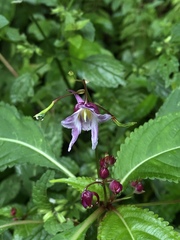 Impatiens devolii