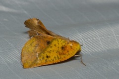 Drepanogynis variciliata