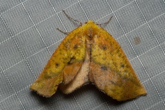 Drepanogynis variciliata