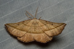 Drepanogynis admiranda