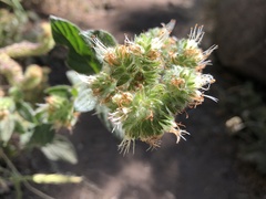 Phacelia mutabilis