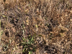 Phacelia mutabilis