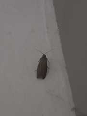 Lepidoptera