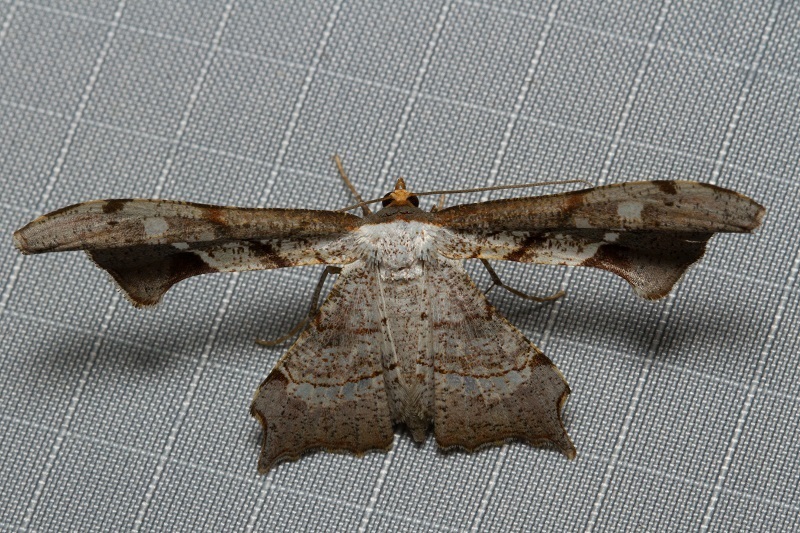 Tailed Wisp Wing from Wostijn No. 2, Portion 10, Cathkin Park, 3340 ...