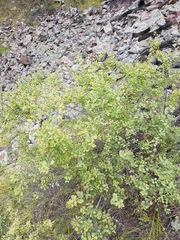 Spiraea aquilegifolia