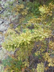 Spiraea aquilegifolia