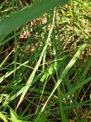 Schizocephala bicornis