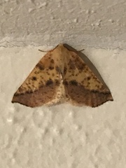 Neoterpes edwardsata