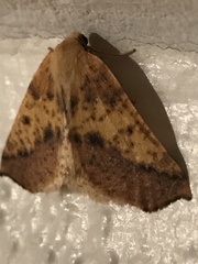 Neoterpes edwardsata