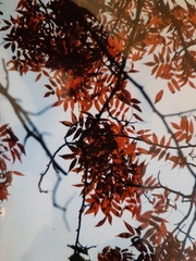 Magnoliopsida