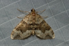 Entephria epipercna