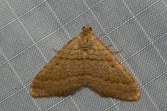 Mimoclystia pudicata