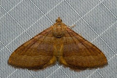 Mimoclystia pudicata