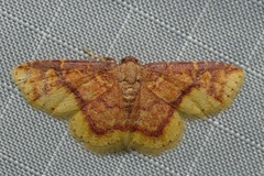 Syngatha latiflavaria