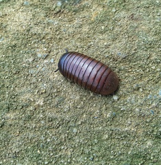 Arthrosphaera