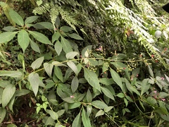 Scrophularia yoshimurae