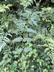 Scrophularia yoshimurae