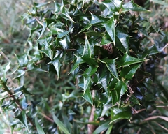 Ilex bioritsensis