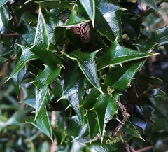 Ilex bioritsensis