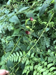 Scrophularia yoshimurae