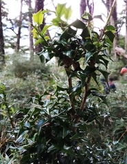 Ilex bioritsensis