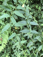 Scrophularia yoshimurae