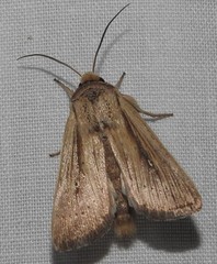 Leucania oaxacana