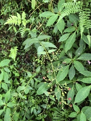 Scrophularia yoshimurae